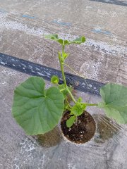 凪農園のスイカやメロン、ミディトマトができるまで（春の定植編）