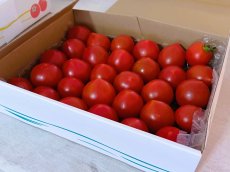 画像2: 【2026年度　予約注文・送料無料・10~11月発送】凪農園 砂地育ちの完熟フルーティミディトマト (2)