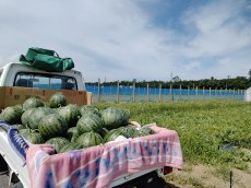 画像2: 【2026年度　予約注文・送料無料・６~７月発送】糖度保証12度以上　凪農園 砂地育ちのこく甘大玉すいか（赤肉） (2)